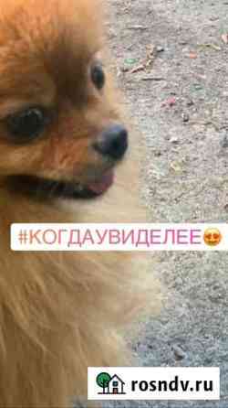Вязка кобеля Большие Колпаны