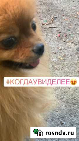 Вязка кобеля Большие Колпаны - изображение 1