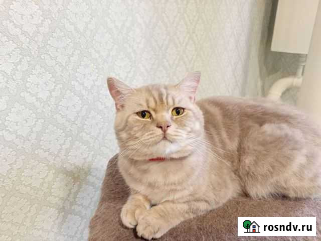 Шотландский котик на вязку Фролово - изображение 1