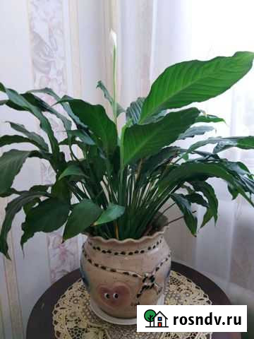 Спатифиллум Нефтекамск - изображение 1