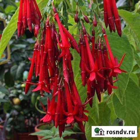 Семена Fuchsia boliviana, Fuchsia magellanica Самара