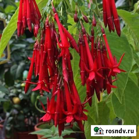 Семена Fuchsia boliviana, Fuchsia magellanica Самара - изображение 1