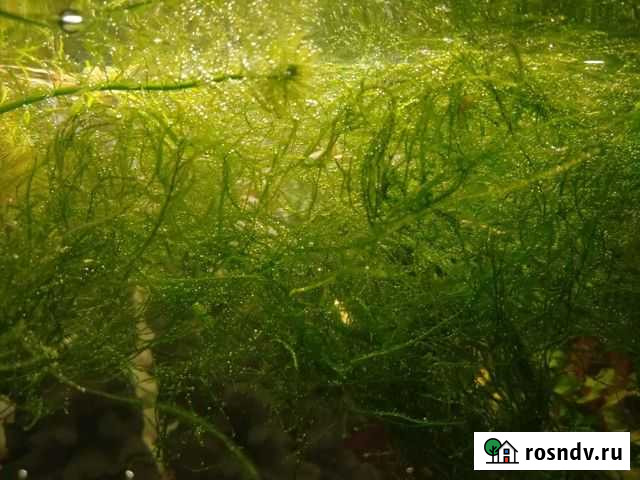 Мох яванский Нижний Тагил - изображение 1