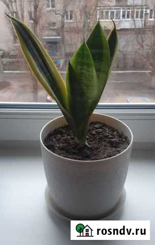 Сансевирия Белая Калитва - изображение 1