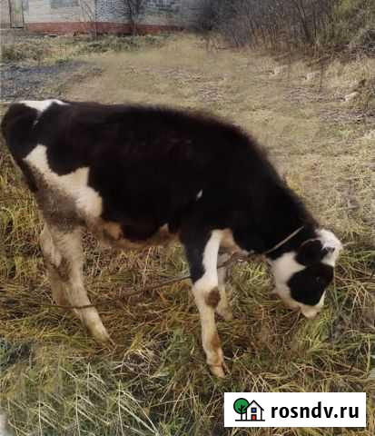 Телёнок Дмитров - изображение 1