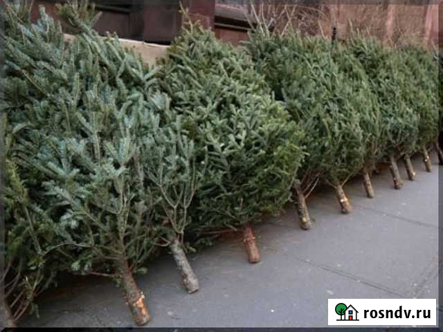 Елка живая Иркутск - изображение 1