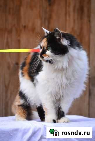 Красавица Машуня ищет любящую семью Воронеж - изображение 1