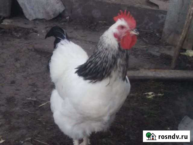 Петушки молодые чистопородные Курск - изображение 1