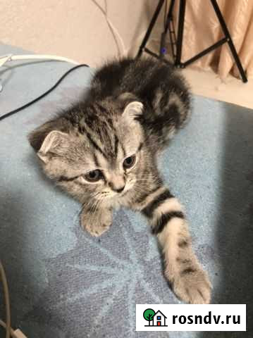 Британский вислоухий котенок Екатеринбург - изображение 1