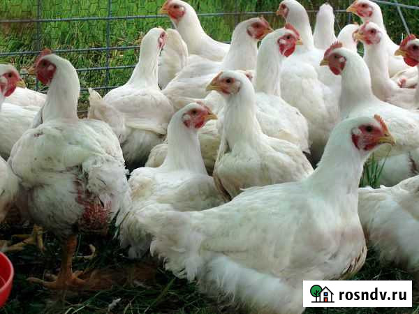 Куры бройлерные живым весом Великовечное - изображение 1
