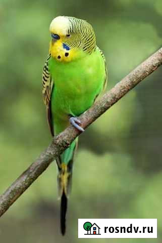 Волнистый попугай с клеткой бесплатно Санкт-Петербург - изображение 1