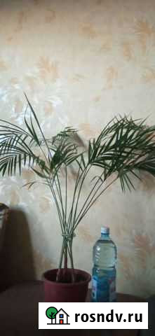 Пальма Панданус Арека Хризалидокарпус Новокузнецк - изображение 1