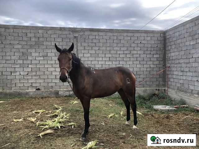 Лошадь Семендер - изображение 1