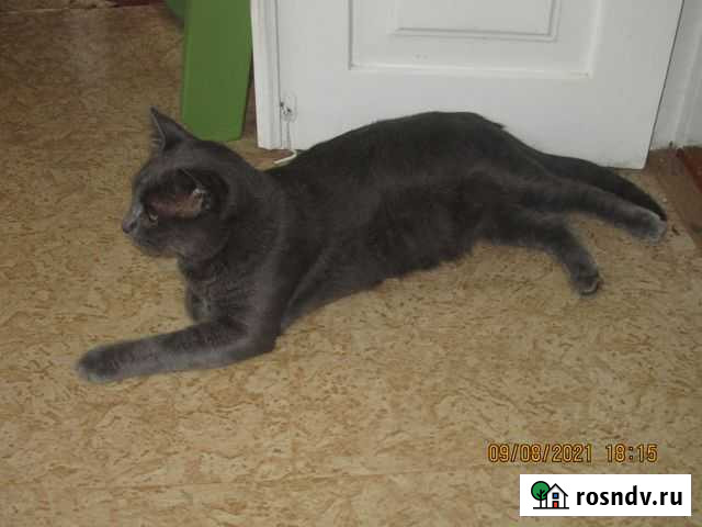 Лексус - кот Белореченск - изображение 1