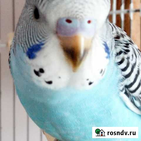 Волнистые попугайчики Барнаул - изображение 1