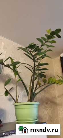 Замиокулькас Ярославль - изображение 1