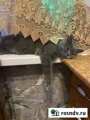 Отдам в добрые руки Старый Оскол - изображение 1