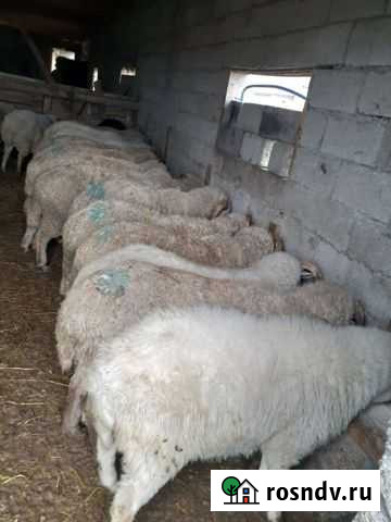 Баранчики Хасавюрт - изображение 1