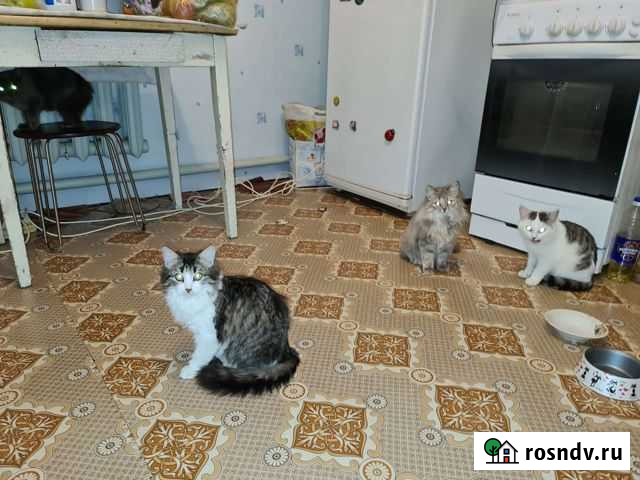 Красивые котята в добрые любящие руки Нижний Новгород - изображение 1