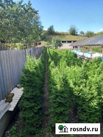 Туя Хасанья - изображение 1