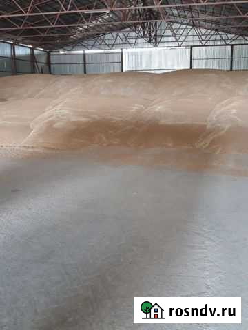 Пшеница Кропоткин - изображение 1