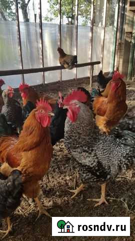 Породистые куры И петухи Краснодар - изображение 1