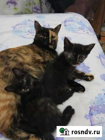 Кошки в добрые руки Менделеевск - изображение 1