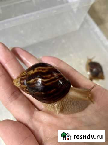 Улитки ахатины иммакулята Санкт-Петербург - изображение 1