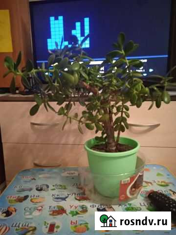 Толстянка Курск - изображение 1