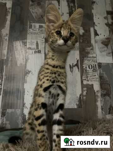 Саванна f0 кот Смоленск - изображение 1
