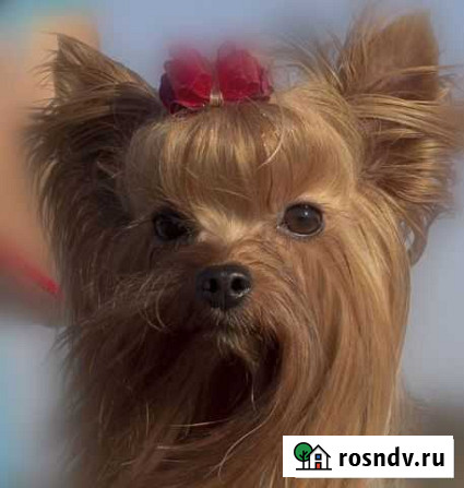 Роскошный представитель своей породы, свидание,щен Волгоград - изображение 1