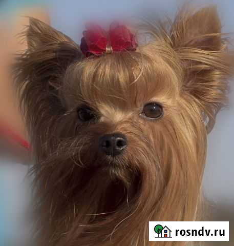 Роскошный представитель своей породы, свидание,щен Волгоград - изображение 1