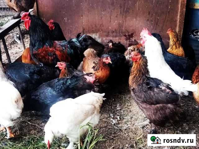 Куры несушки Свирск - изображение 1