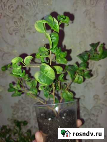 Фикус Ирен Махачкала - изображение 1