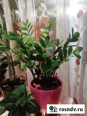 Замиокулькас Новосибирск - изображение 1