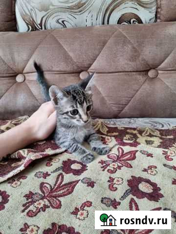 Кошка Красноярск - изображение 1