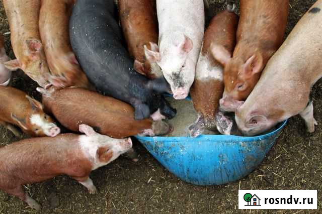 Белковая каша для телят и поросят(сухая) Ровеньки - изображение 1