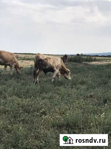 Симментал Хасавюрт - изображение 1