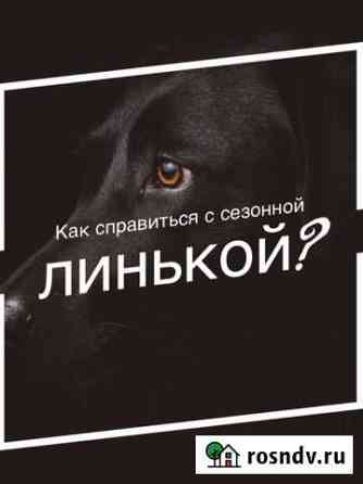 Услуги грумера Москва