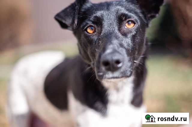 Собака Краснодар - изображение 1