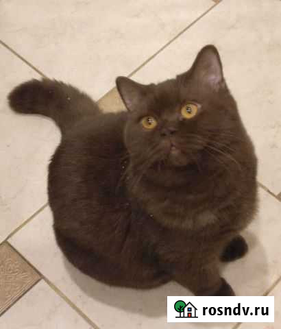 Шоколадная британская кошечка Воронеж - изображение 1