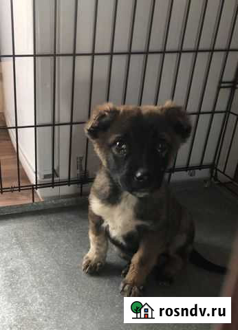 Щенку отрезали ушки Краснодар - изображение 1