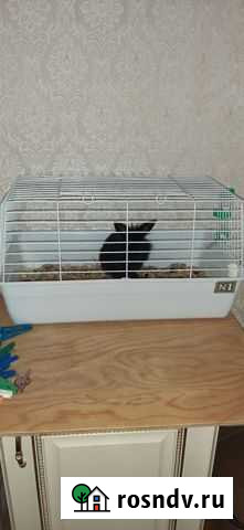 Декоративные кролики Махачкала - изображение 1