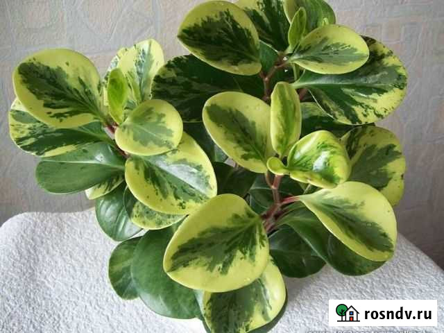 Пеперомия пестролистная Самара - изображение 1
