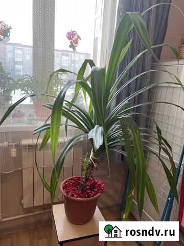 Панданус Улан-Удэ - изображение 1