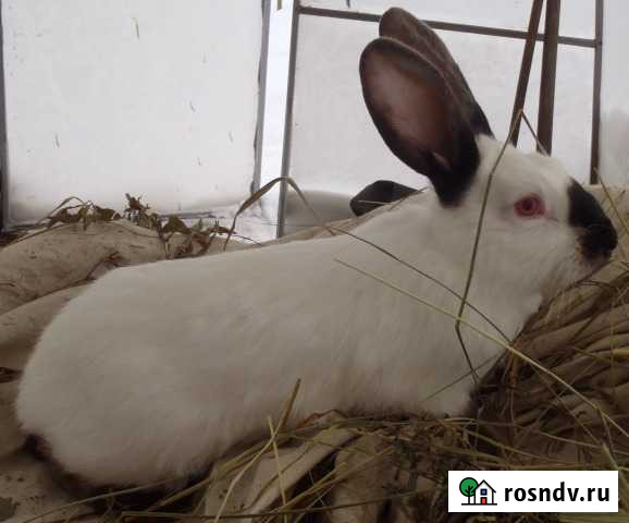 Калифорнийские кролики Вышний Волочек - изображение 1