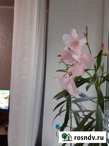 Олеандр, денежное дерево, хатиора, бегония Комсомольск-на-Амуре - изображение 1