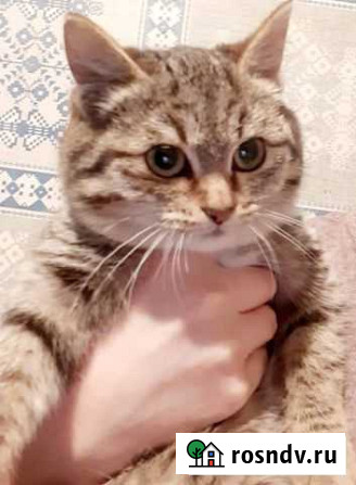 Котенок тигристого окраса к году Тигра Барнаул - изображение 1