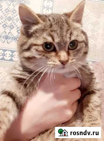 Котенок тигристого окраса к году Тигра Барнаул - изображение 1