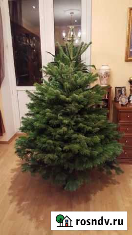 Живые ели,сосны и пихты Коломна - изображение 1